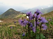 74 Soldanelle alpine (Soldanella alpina9 con vista verso il Monte Avaro